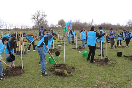 IDEA Gədəbəydə kütləvi ağacəkmə aksiyası təşkil edib