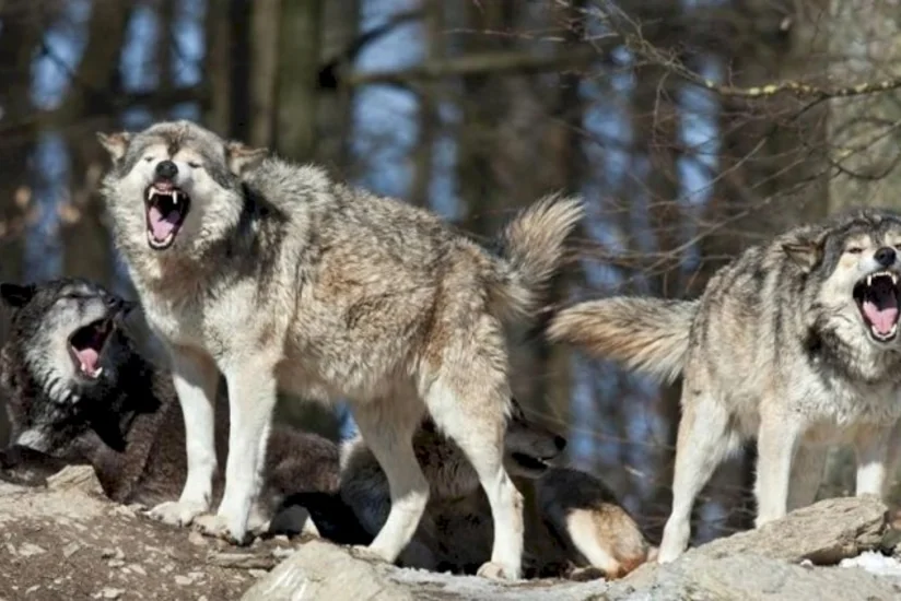 В Имишли стая волков напала на ферму