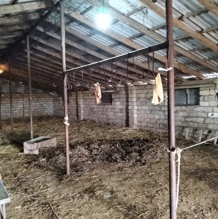 Biləsuvarda at əti satışının qarşısı alınıb