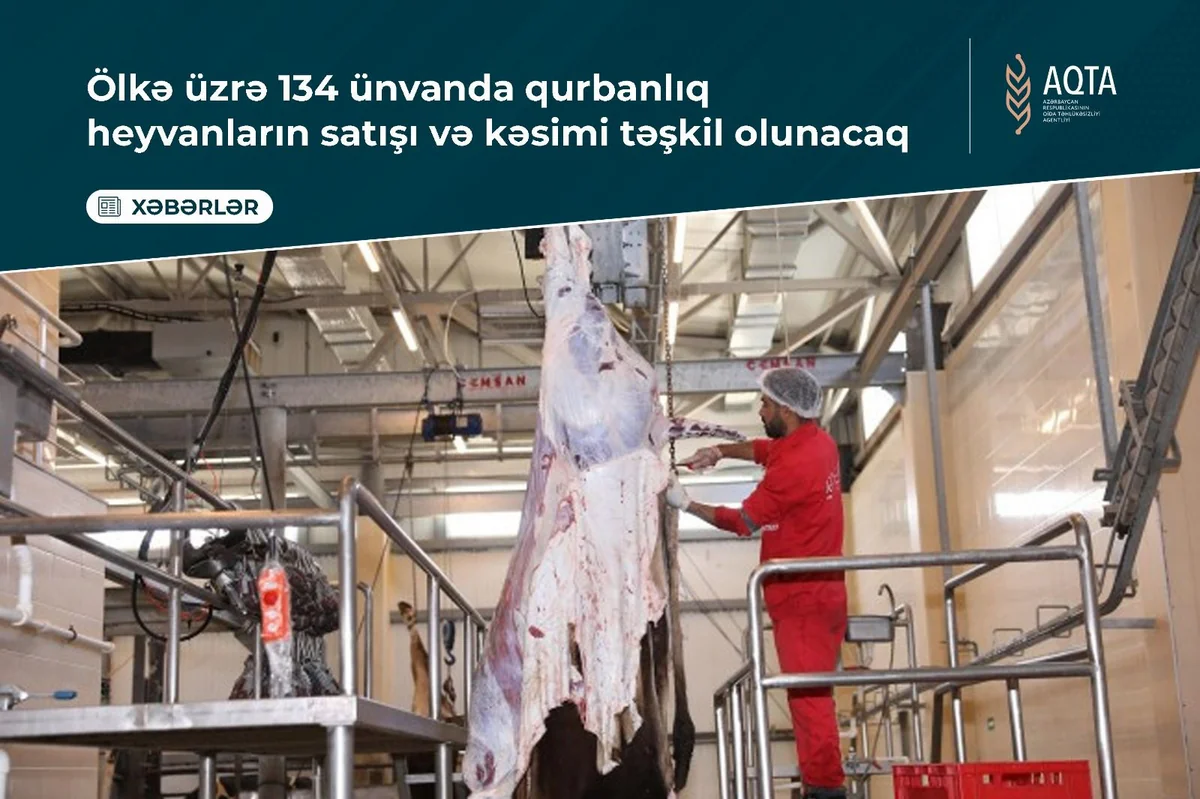 Azərbaycanda 134 ünvanda qurbanlıq heyvanların satışı və kəsimi xidmətləri təşkil olunacaq