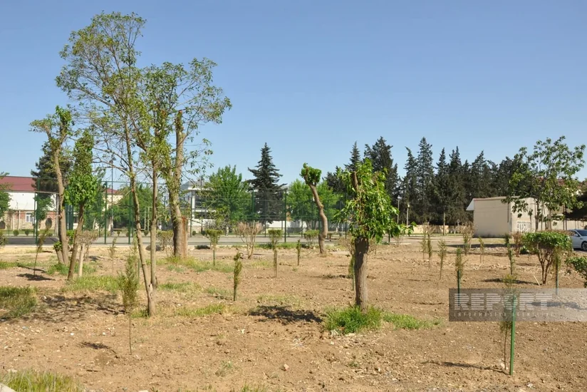 Biləsuvarda yeni park salınıb