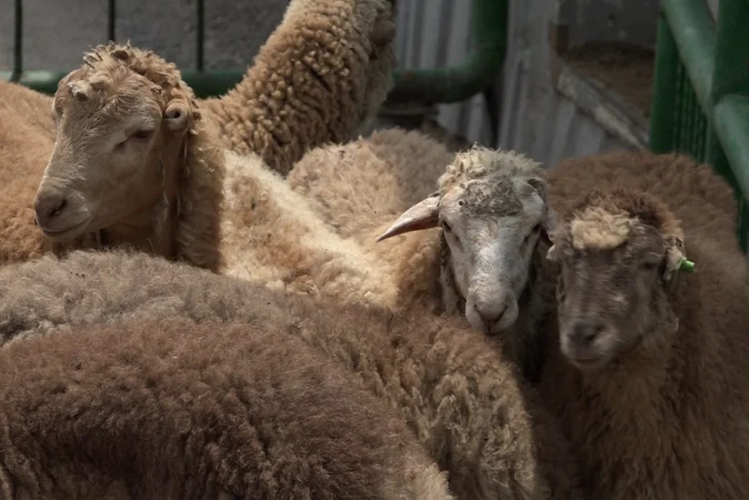 Qurban bayramı ilə bağlı hazırlıq işləri yekunlaşıb