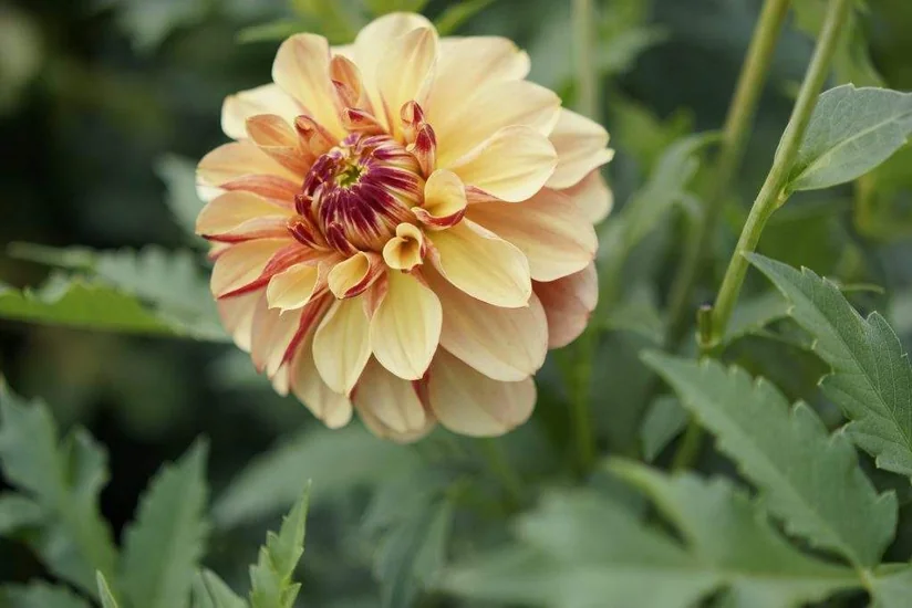 New variety of dahlia called Baku grown in Latvia