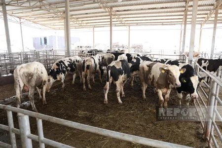 АПБА усилит контроль за забоем и продажей животных в период праздника Гурбан