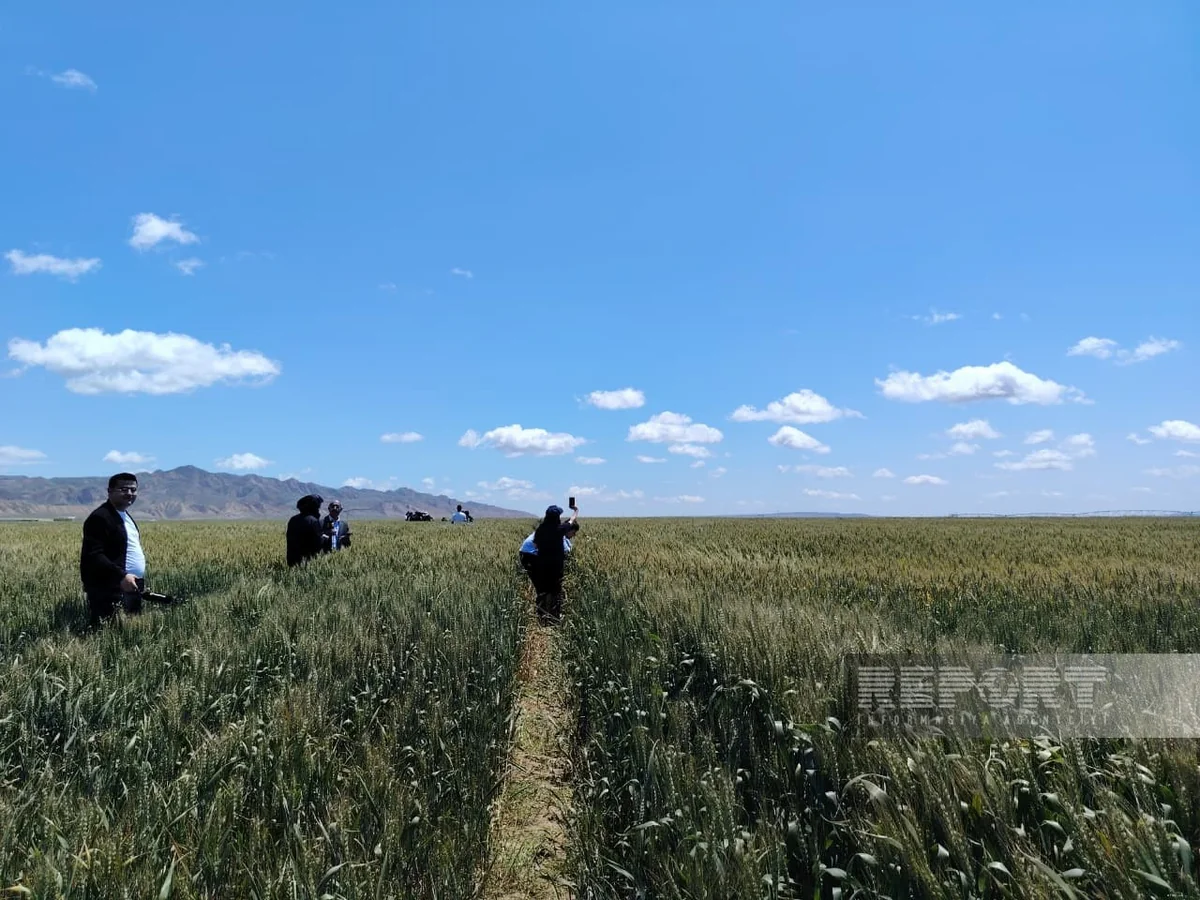 Azərbaycanda toxumçuluq sahələrində aprobasiya prosesi ilk dəfə rəqəmsal platformaya keçirilib