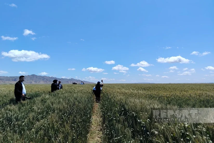 Azərbaycanda toxumçuluq sahələrində aprobasiya prosesi ilk dəfə rəqəmsal platformaya keçirilib