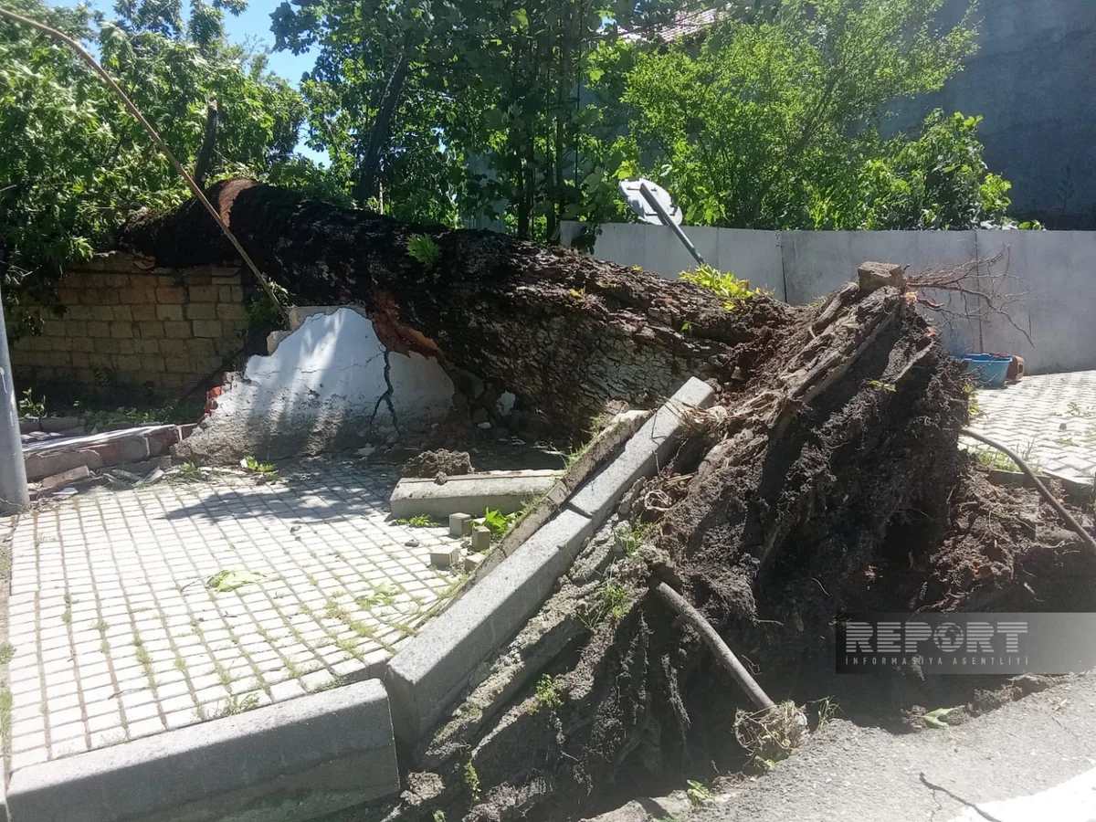 İsmayıllıda güclü külək irigövdəli ağacları aşırıb