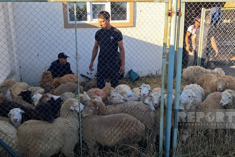 Ağdamda üç min ailəyə qurban payları çatdırılıb