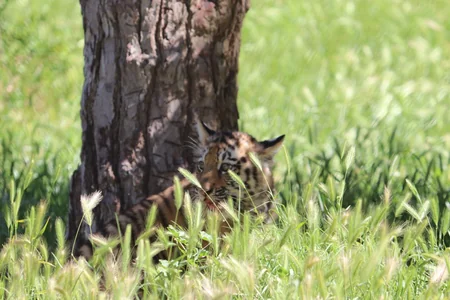 Two Amur tiger сubs born at Baku Zoo