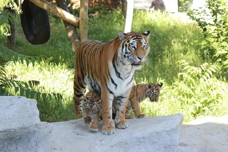 Two Amur tiger сubs born at Baku Zoo