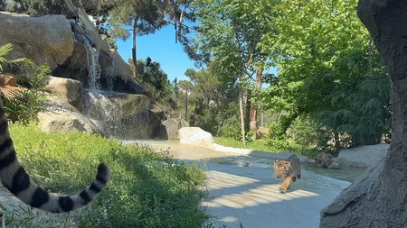 Two Amur tiger сubs born at Baku Zoo
