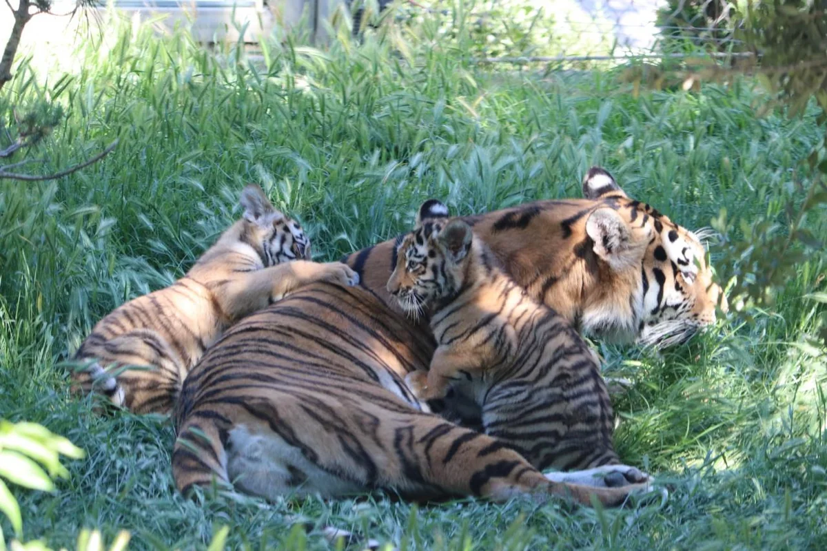 Two Amur tiger сubs born at Baku Zoo