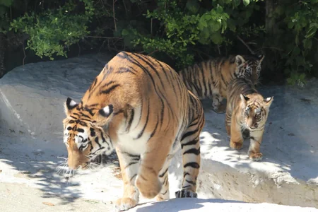 Two Amur tiger сubs born at Baku Zoo