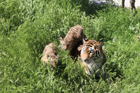 Two Amur tiger сubs born at Baku Zoo