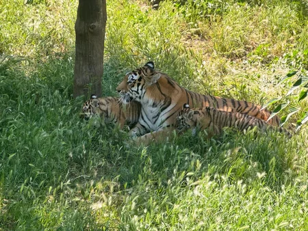 Two Amur tiger сubs born at Baku Zoo