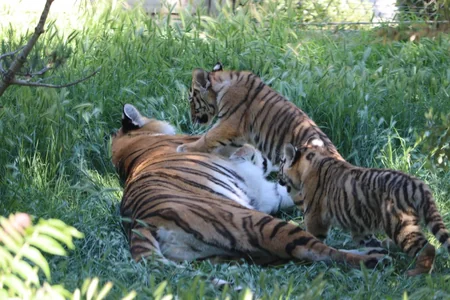 Two Amur tiger сubs born at Baku Zoo