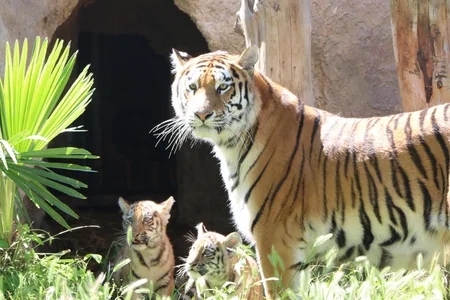 Two Amur tiger сubs born at Baku Zoo