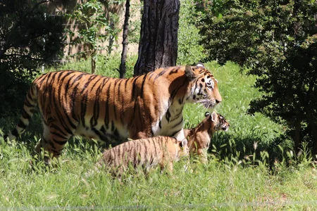 Two Amur tiger сubs born at Baku Zoo