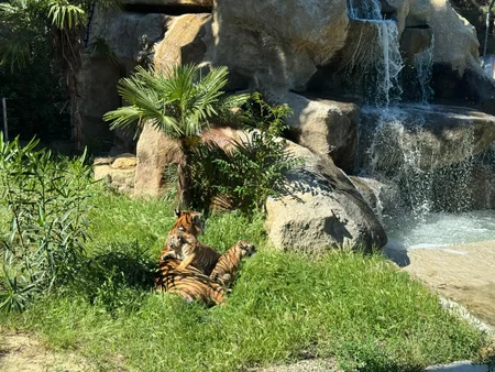 Two Amur tiger сubs born at Baku Zoo