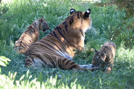Two Amur tiger сubs born at Baku Zoo