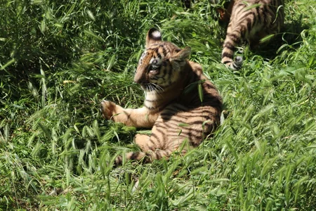 Two Amur tiger сubs born at Baku Zoo