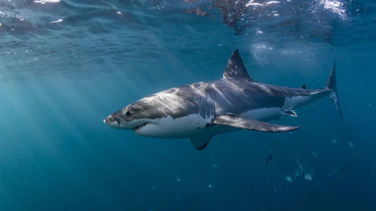 Australia: Man dies after shark attack while spearfishing