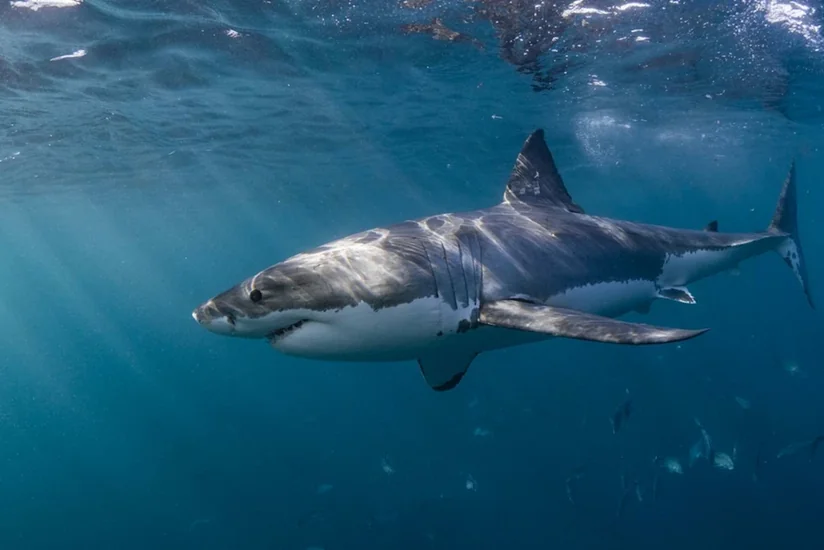 Australia: Man dies after shark attack while spearfishing