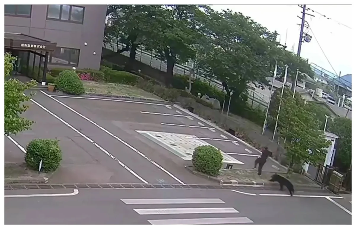 Japanese city suspends 94 schools after first-ever bear sighting
