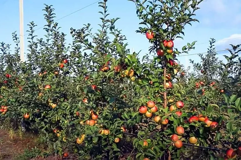 Azərbaycanda bağçılıq subsidiyası veriləcək
