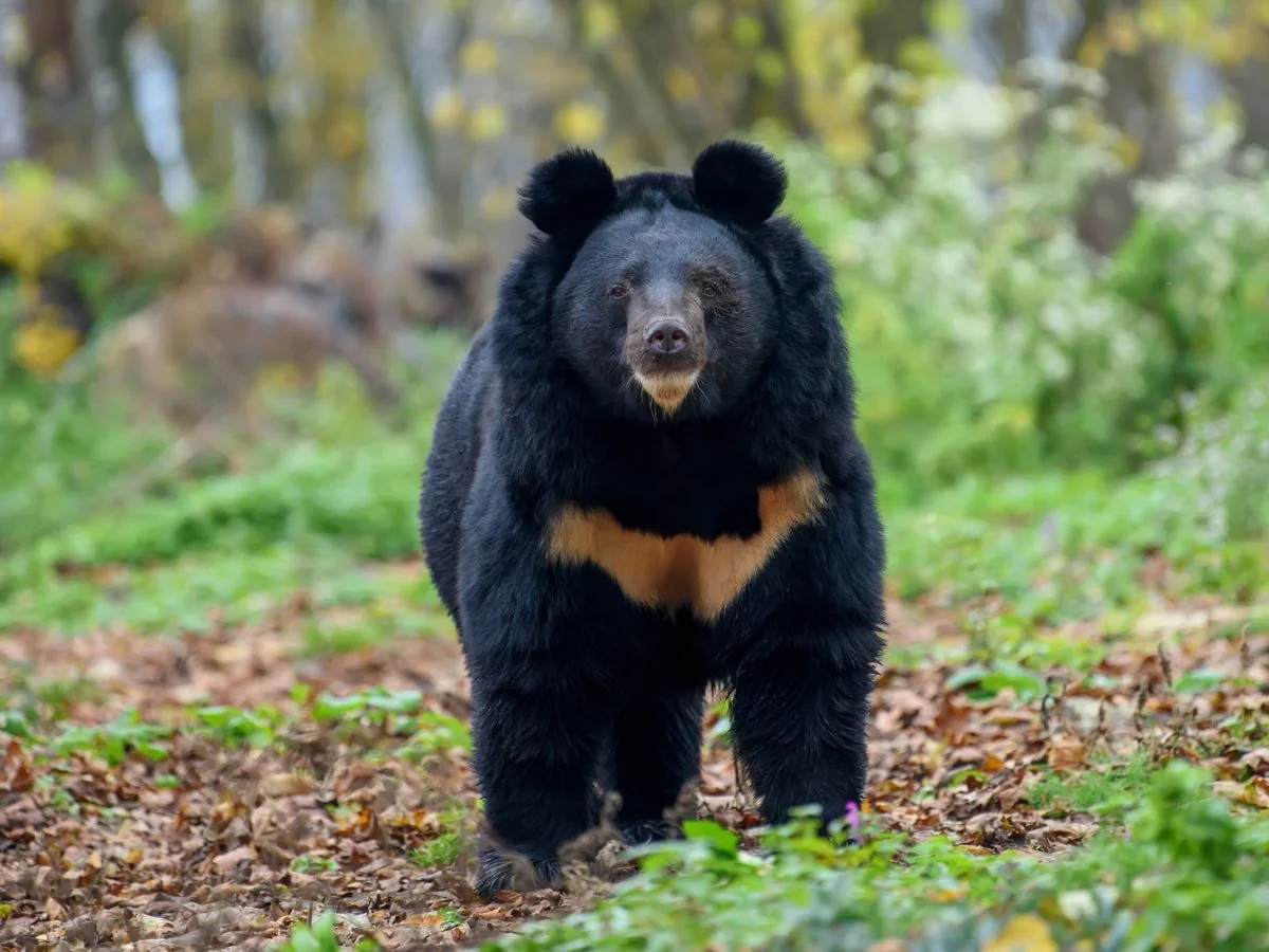 Bear captured after days-long search in Japan's Utsunomiya
