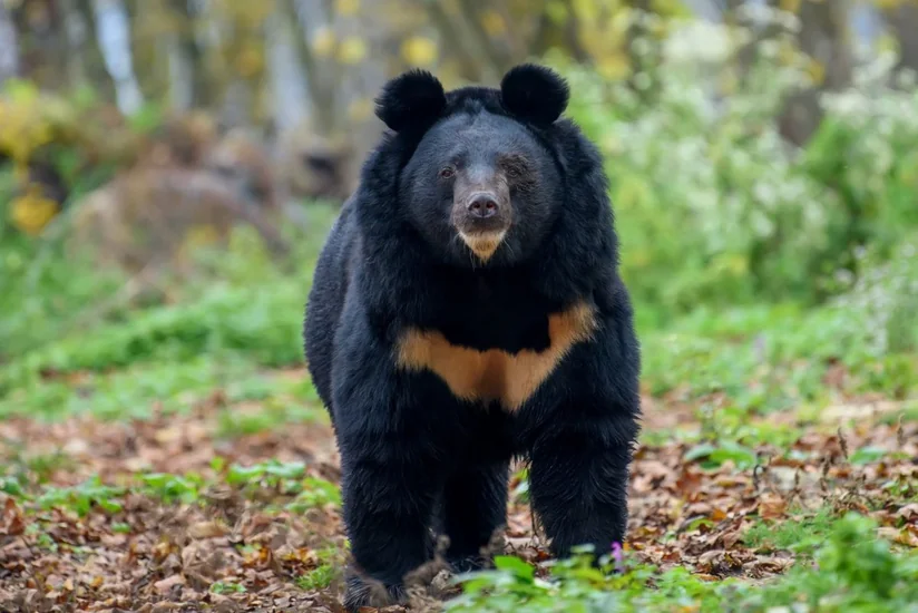 Bear captured after days-long search in Japan's Utsunomiya