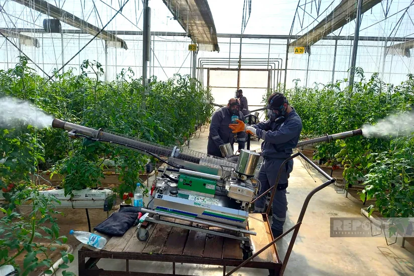 Aqrar Xidmətlər Agentliyi istixanalarda və saxlanılma yerlərində fumiqasiya tədbirlərini davam etdirir