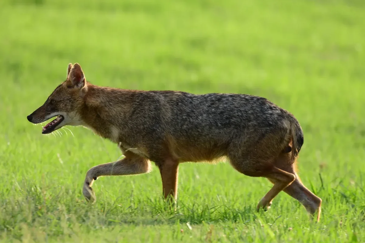 Nine campers bitten by jackal at Sea of Galilee beach in Israel