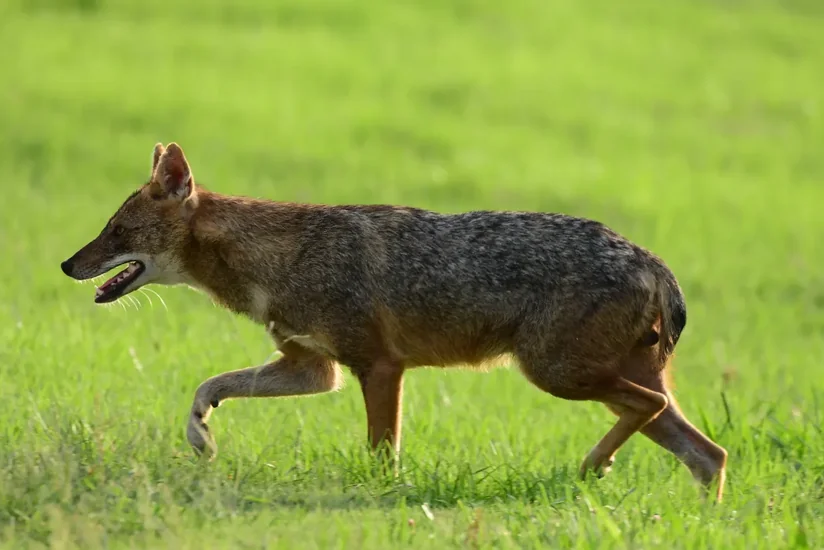 Nine campers bitten by jackal at Sea of Galilee beach in Israel