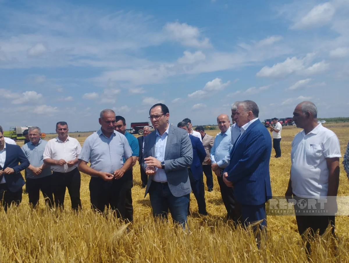 Məcnun Məmmədov Sabirabadda taxıl biçinini izləyib