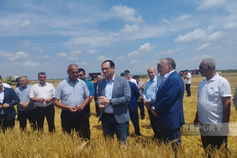 Məcnun Məmmədov Sabirabadda taxıl biçinini izləyib