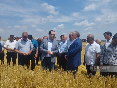 Məcnun Məmmədov Sabirabadda taxıl biçinini izləyib