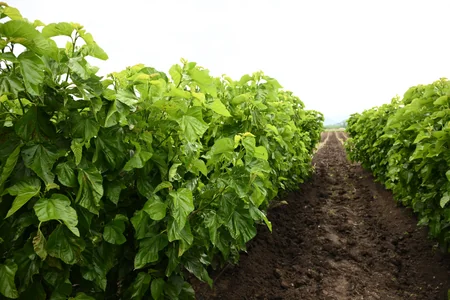 Infrastructure created for sericulture development inspected in Dashbulag village of Khojaly