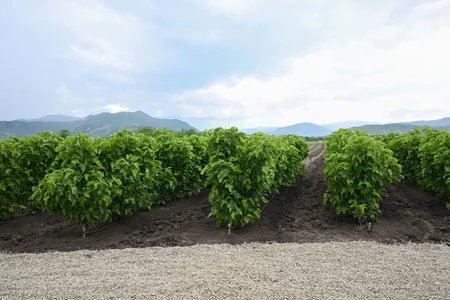 Infrastructure created for sericulture development inspected in Dashbulag village of Khojaly