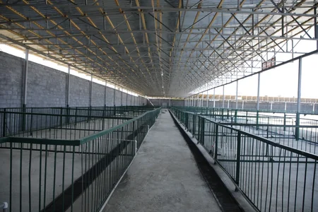 Binə qəsəbəsində yeni heyvan bazarı fəaliyyətə başlayıb