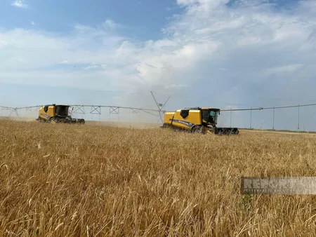 Muğan zonasında arpa biçini aparılır