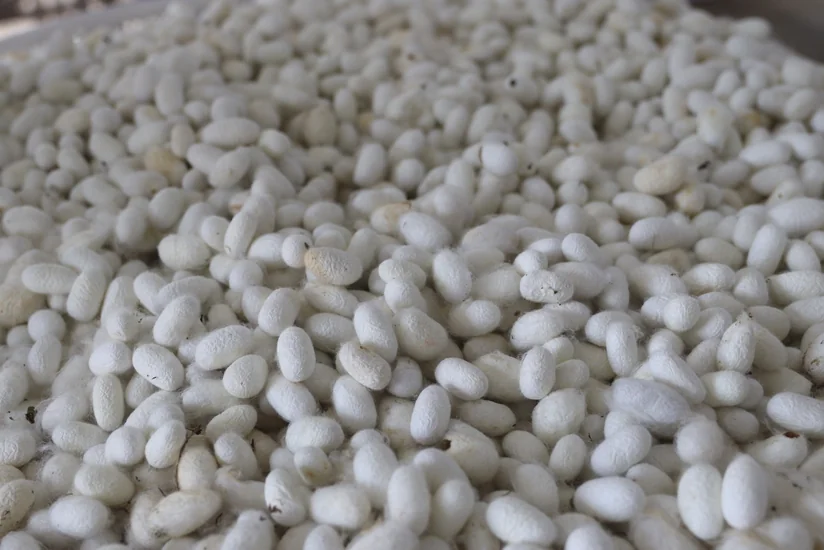 Silkworm cocoons harvested in Khojaly for the first time in 34 years