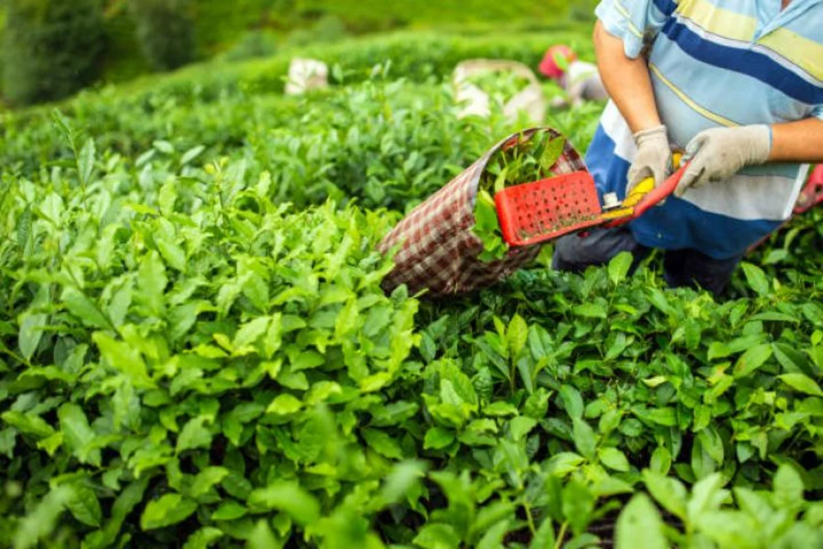 Azerbaijan's 5-month tea production nears 4,500 tons