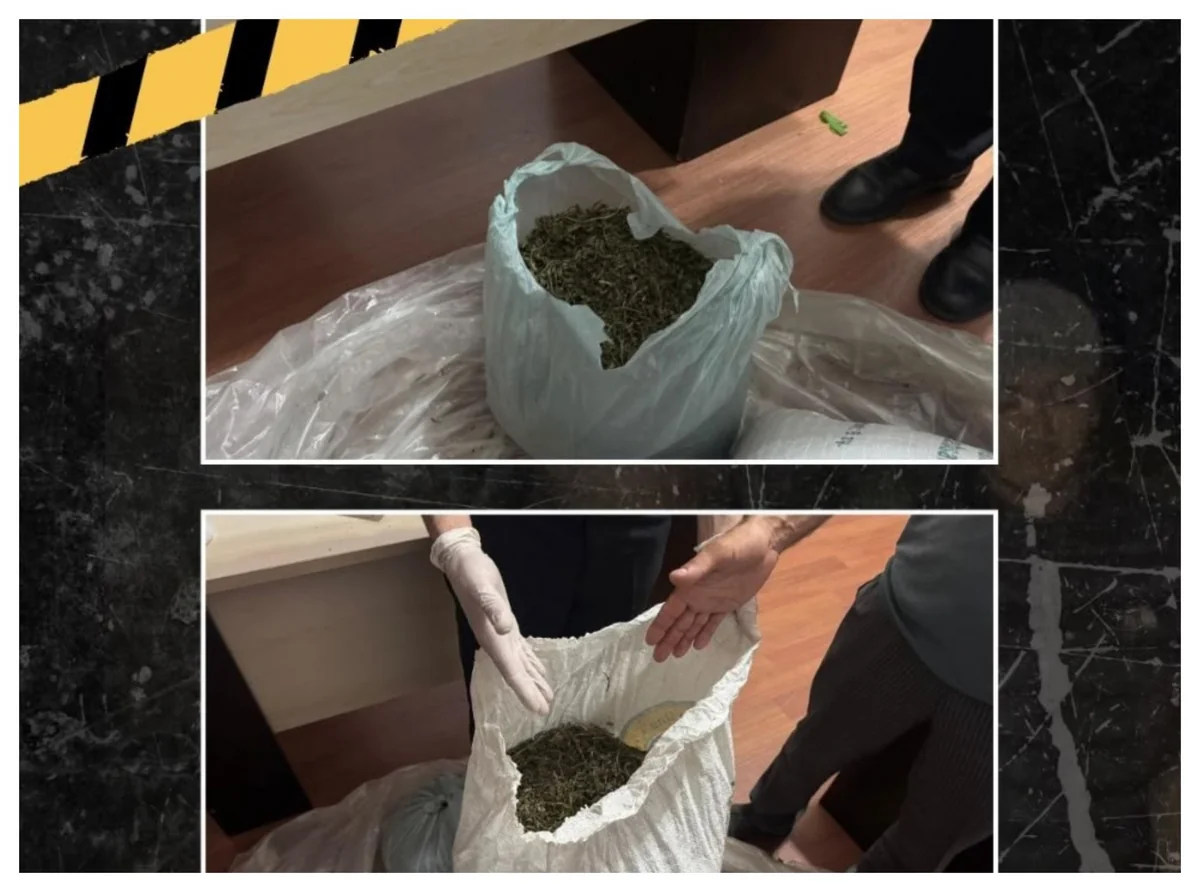 İsmayıllıda meşədə külli miqdarda narkotik aşkarlanıb