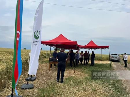 Toxumçuluğun inkişafında sertifikatlı toxumdan istifadənin əhəmiyyəti ilə bağlı sahə günü keçirilib