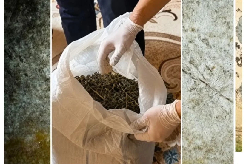 Ağcabədidə çətənə kolları və 7 kiloqramdan artıq marixuana aşkarlanıb