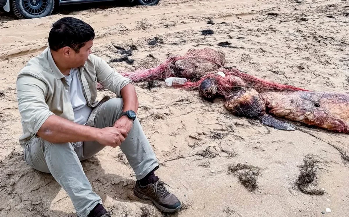 Ecologists report deaths of more than 40,000 Caspian seals