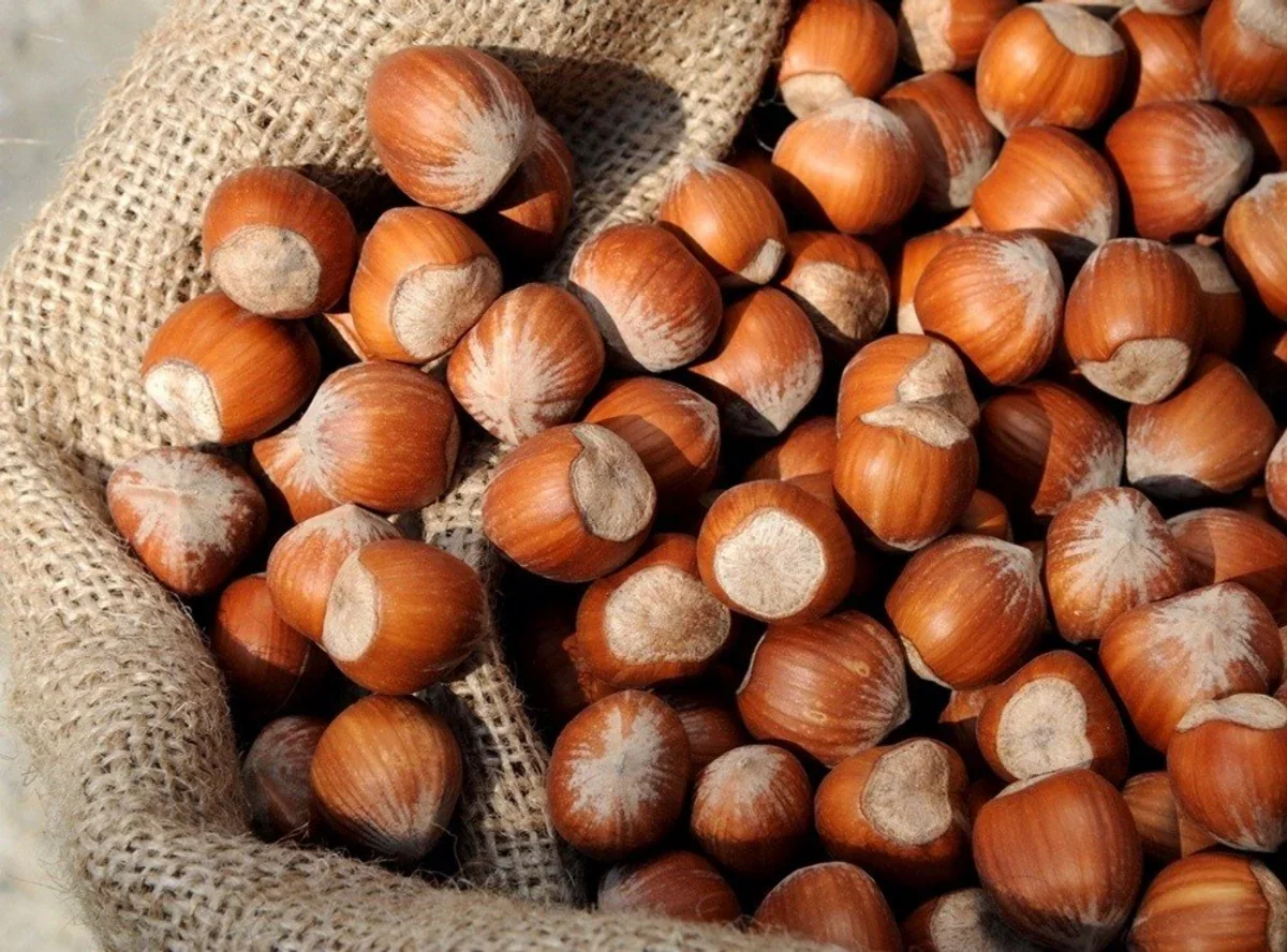 Azerbaijan's hazelnut export revenue rises by more than 38%