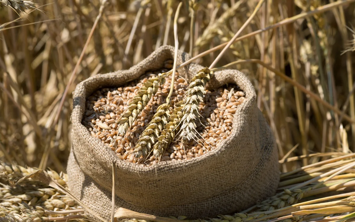 Kazakhstan plans to impose temporary ban on wheat imports
