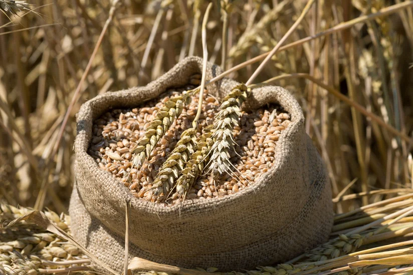Kazakhstan plans to impose temporary ban on wheat imports